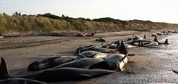 鲸鱼放浅是什么道理?鲸鱼放浅为什么救不了