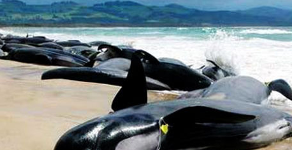 鲸鱼放浅是什么道理?鲸鱼放浅为什么救不了