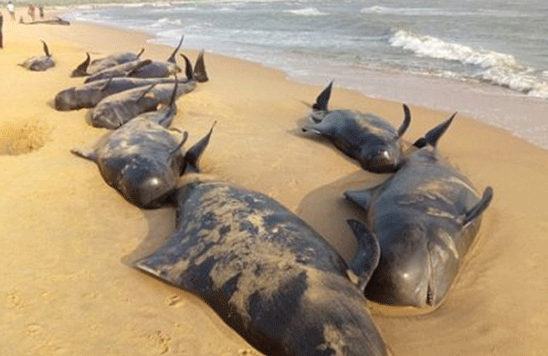 鲸鱼放浅是什么道理?鲸鱼放浅为什么救不了