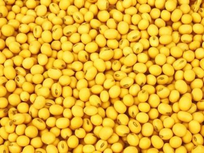 ​养花必备的肥料有哪些（养花肥料不求人）