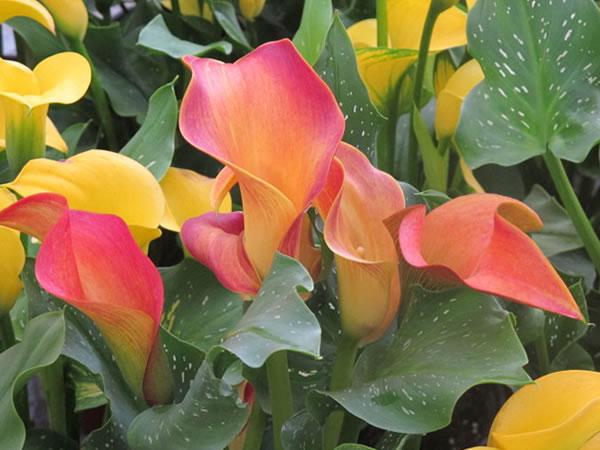 养花必备的肥料有哪些（养花肥料不求人）(5)