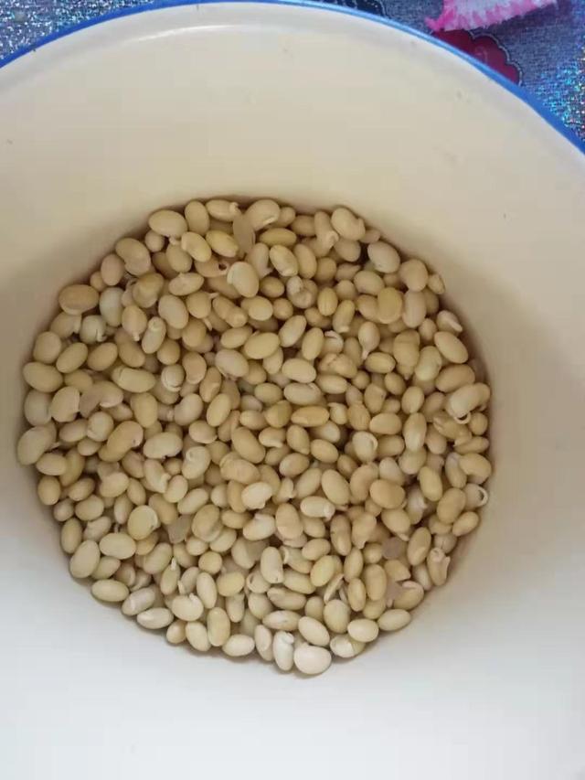 自制黄豆芽最快速的方法（在家中就可以轻轻松松生黄豆芽）(7)