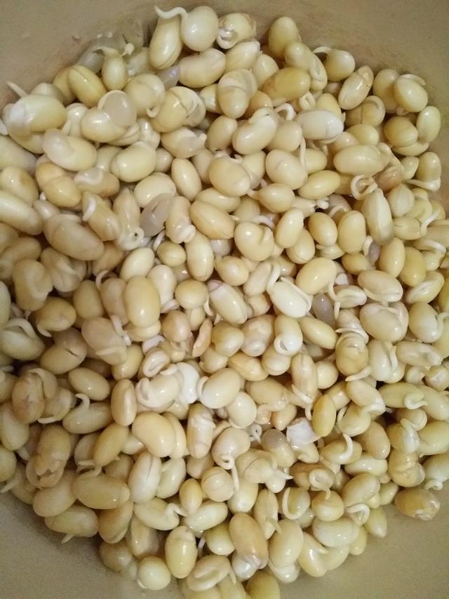 自制黄豆芽最快速的方法（在家中就可以轻轻松松生黄豆芽）(8)