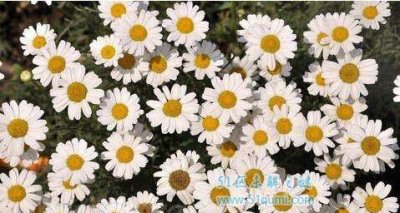 ​除虫菊果然能驱蚊吗?适没有符合在家里养?