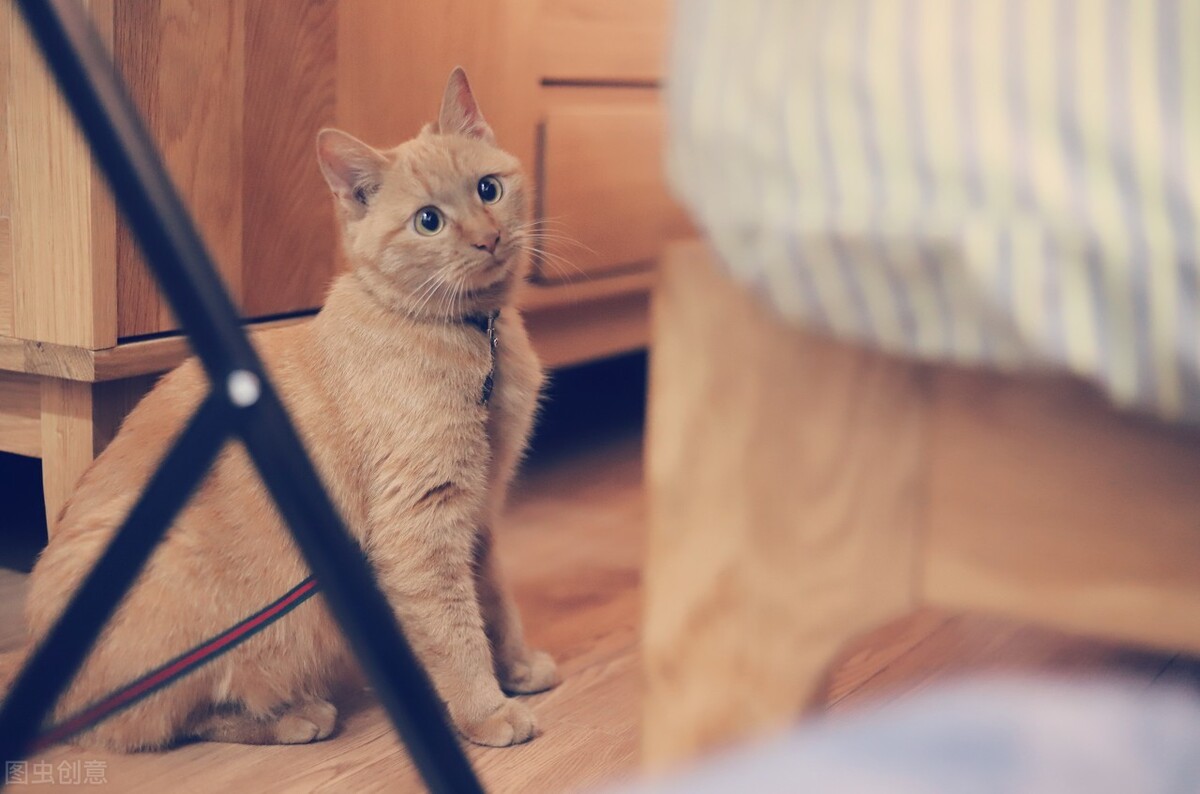 是化毛膏好还是猫草好（化毛膏是智商税吗）(图6)