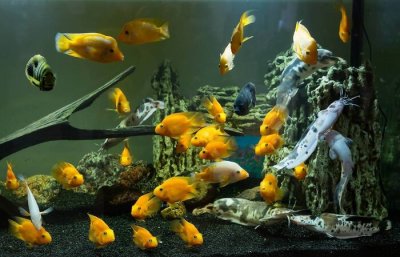 ​养鱼的水总是浑浊怎么回事（养鱼的水为什么老是浑浊）