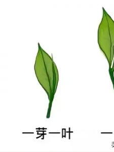​一芽一叶(一芽一叶和一芽二叶哪个更好)
