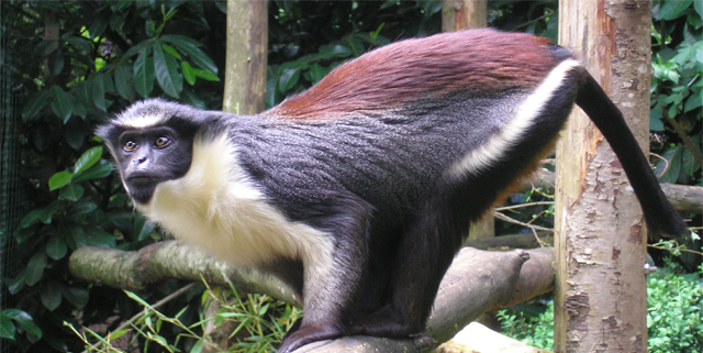 全世界十大最罕见的动物,第七种你确定没睹过(附图片)