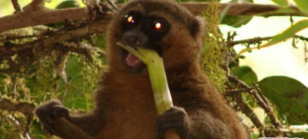 全世界十大最罕见的动物,第七种你确定没睹过(附图片)