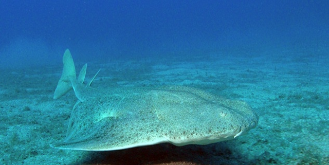 全世界十大最罕见的动物,第七种你确定没睹过(附图片)