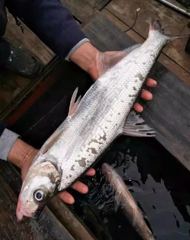 七星岩旅行攻略（七星岩攻略错峰出游）(12)