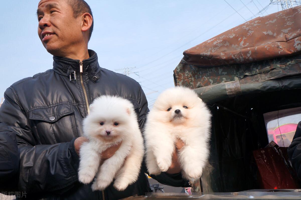 在哪里买狗狗放心还便宜（买狗狗去哪个平台便宜点）(图5)