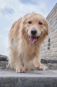 ​在哪里买狗狗放心还便宜（买狗狗去哪个平台便宜点）