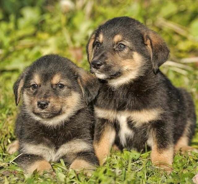 在哪里买狗狗放心还便宜（买狗狗去哪个平台便宜点）(图2)