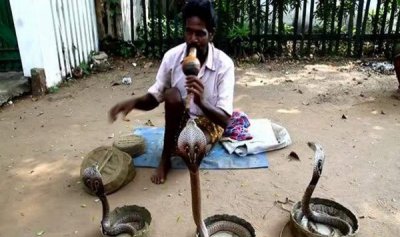 ​印度的蛇为什么没威严？揭秘印度人特殊的种族天性