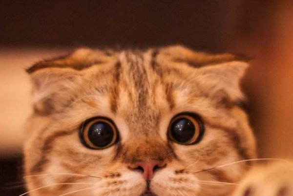 猫的才华相称于人几岁?科学论证猫的智商