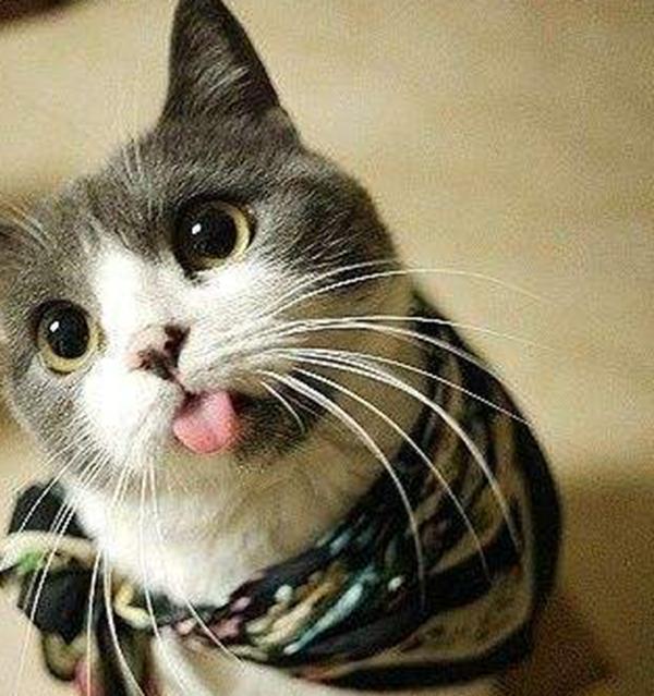 猫的才华相称于人几岁?科学论证猫的智商