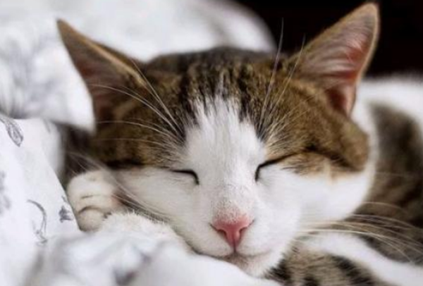 猫的才华相称于人几岁?科学论证猫的智商