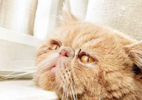 猫的才华相称于人几岁?科学论证猫的智商