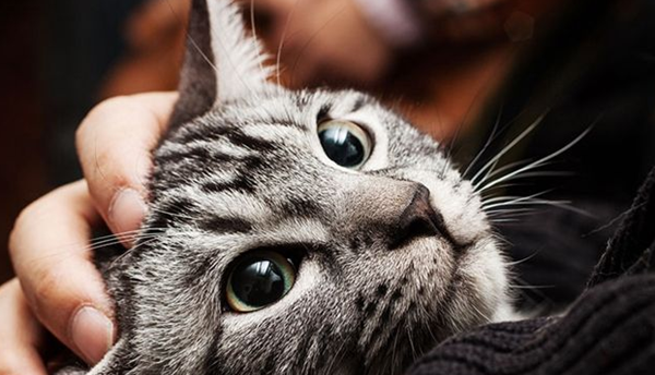 猫的才华相称于人几岁?科学论证猫的智商