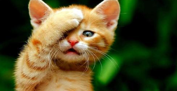 猫的才华相称于人几岁?科学论证猫的智商