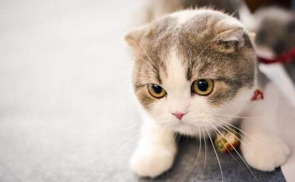 猫的才华相称于人几岁?科学论证猫的智商