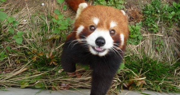 小熊猫是大熊猫生的吗?小熊猫的十大特性和生计特性