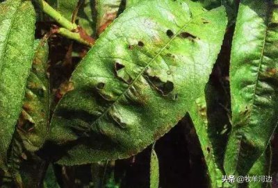 ​桃树最新病虫害防治办法（病虫害图谱之史上最全）