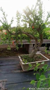 ​石榴树的种植与管理（石榴树只需6步养护就能边赏花边吃果）