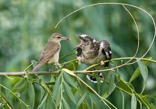 鸟中皇后什么鸟,鸟族皇后是什么鸟类图5