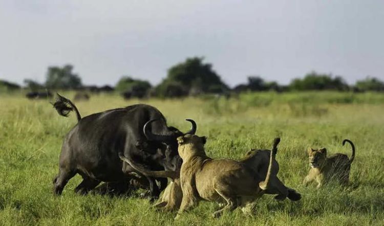 生活在非洲大草原的动物有哪些图片