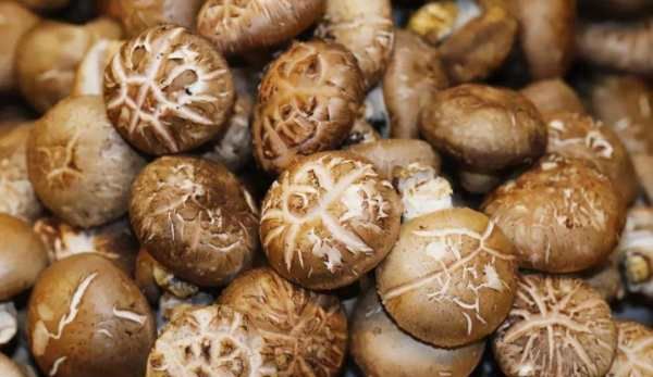 干香菇和鲜香菇哪个好,干香菇与鲜香菇哪个好图8
