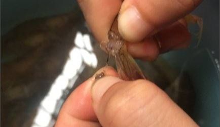 虾尾上的黄要不要洗了,虾尾上的黄怎么去掉图6