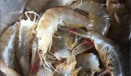 虾尾上的黄要不要洗了,虾尾上的黄怎么去掉图7