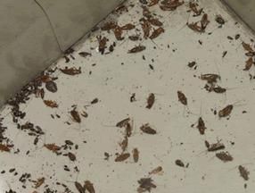 消灭蟑螂最高效最彻底的方法 好大夫