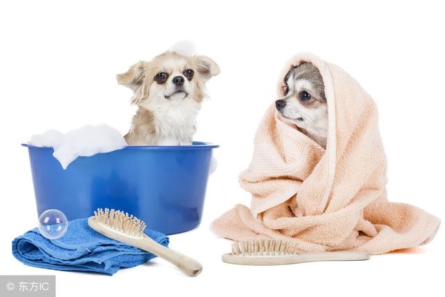 如何健康安全养宠物（减少宝宝健康威胁）(2)