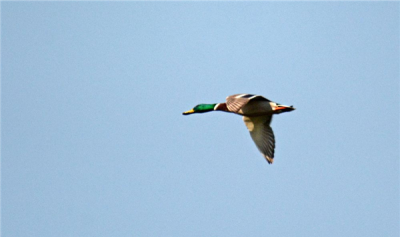 ​鸟类的祖宗是什么鸟？1.4亿年前的戴毛恐龙_擅矮空遨游