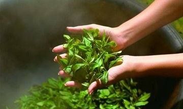 哪些茶叶属于绿茶,哪些茶属于绿茶类图6