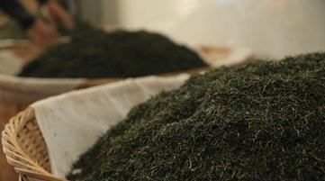 哪些茶叶属于绿茶,哪些茶属于绿茶类图7