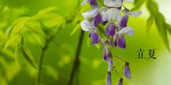 立夏为什么要吃蛋呢,为啥立夏要吃鸡蛋图6