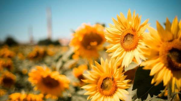 早安最短精句正能量朋友圈,每日正能量激励早安心语图片图3