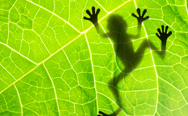 田鸡是怎样睡眠的?田鸡的十大特性和生计特性