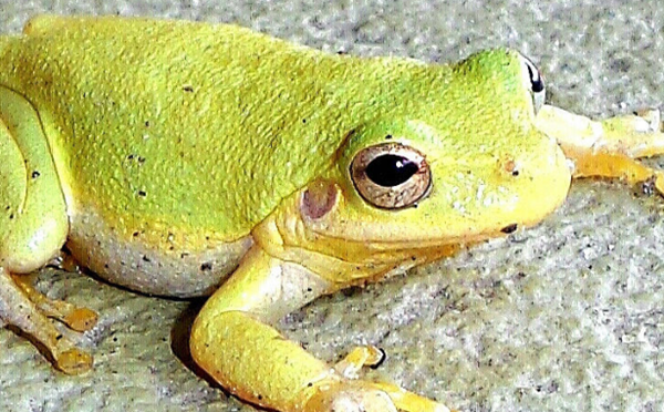 田鸡是怎样睡眠的?田鸡的十大特性和生计特性