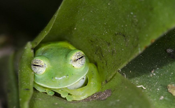 田鸡是怎样睡眠的?田鸡的十大特性和生计特性