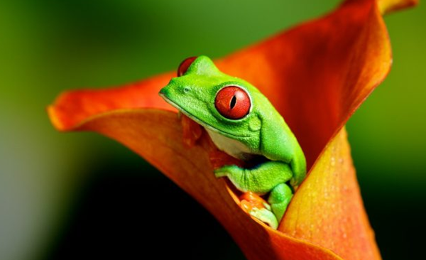 田鸡是怎样睡眠的?田鸡的十大特性和生计特性