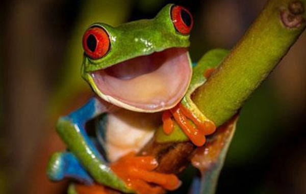 田鸡是怎样睡眠的?田鸡的十大特性和生计特性