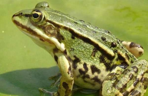 田鸡是怎样睡眠的?田鸡的十大特性和生计特性