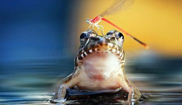 田鸡是怎样睡眠的?田鸡的十大特性和生计特性