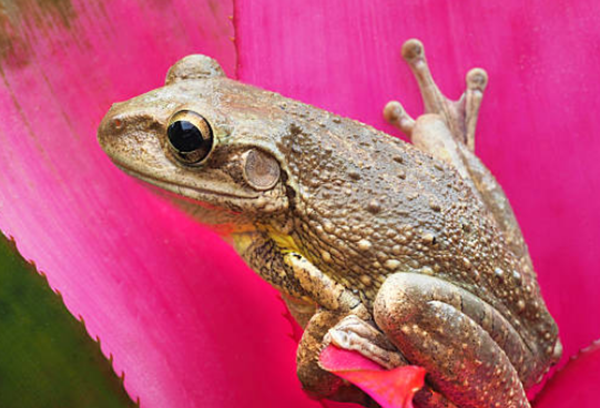 田鸡是怎样睡眠的?田鸡的十大特性和生计特性