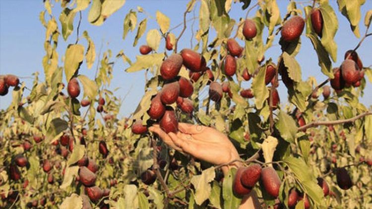 送枣的寓意是什么意思,送枣的寓意是什么意思